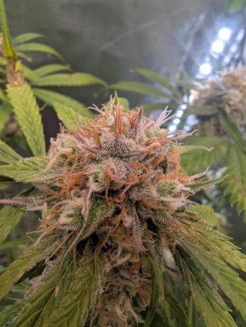 🧔💸 Pablo Escobar-Divine Seeds. Week 9