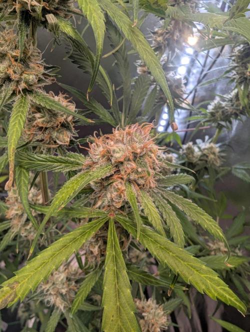 🧔💸 Pablo Escobar-Divine Seeds. Week 9