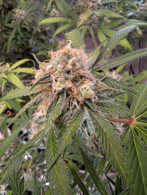 🧔💸 Pablo Escobar-Divine Seeds. Week 9