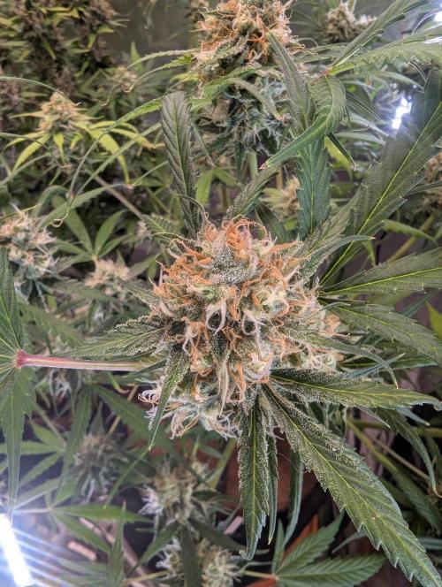 🧔💸 Pablo Escobar-Divine Seeds. Week 9