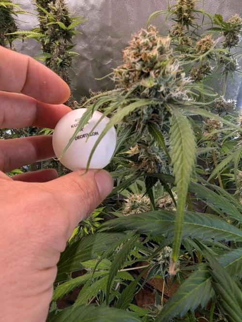 🧔💸 Pablo Escobar-Divine Seeds. Week 9
