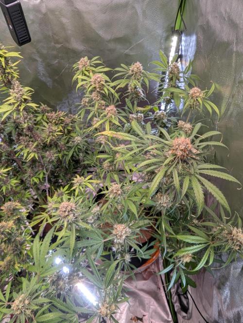 🧔💸 Pablo Escobar-Divine Seeds. Week 9
