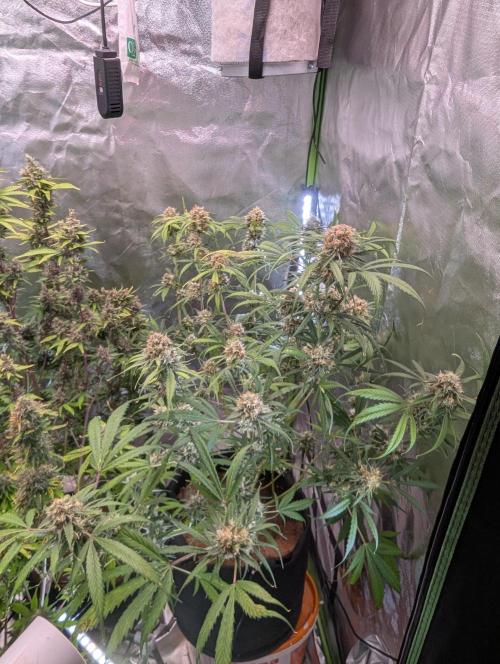 🧔💸 Pablo Escobar-Divine Seeds. Week 9