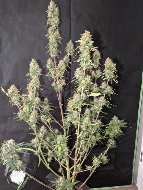 😈🍋Purple Lemonade auto - RQS🦁. Week 10
