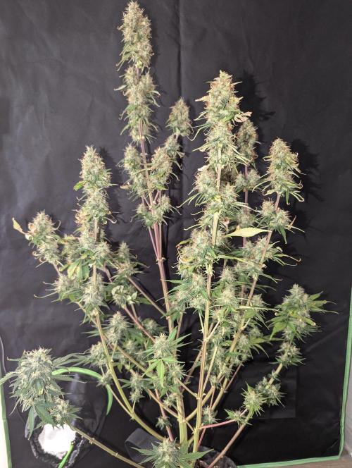 😈🍋Purple Lemonade auto - RQS🦁. Week 10