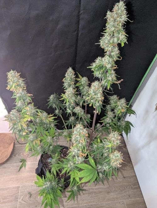 😈🍋Purple Lemonade auto - RQS🦁. Week 10