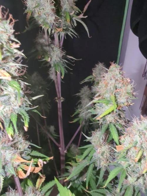 ππPurple Lemonade auto - RQSπ¦