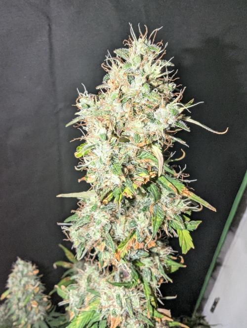 😈🍋Purple Lemonade auto - RQS🦁. Week 10