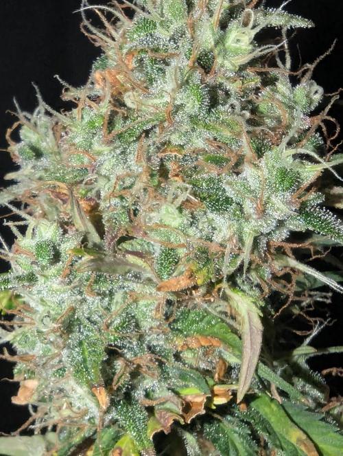 😈🍋Purple Lemonade auto - RQS🦁. Week 10