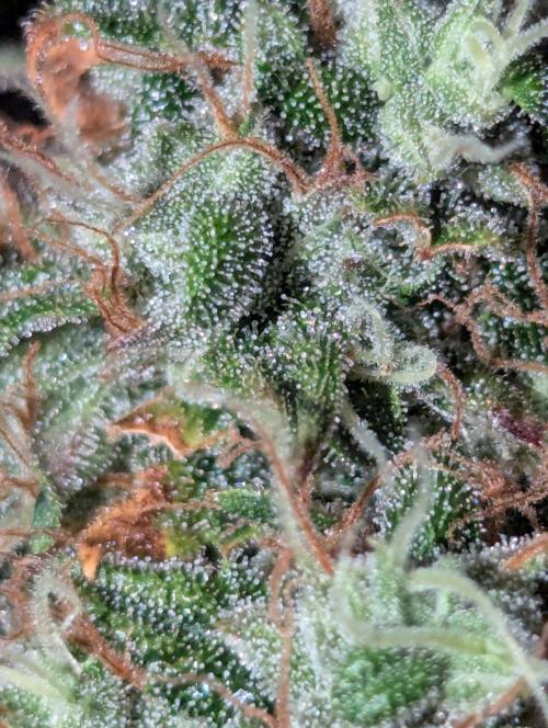 😈🍋Purple Lemonade auto - RQS🦁. Week 10