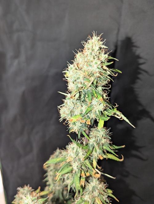 😈🍋Purple Lemonade auto - RQS🦁. Week 10
