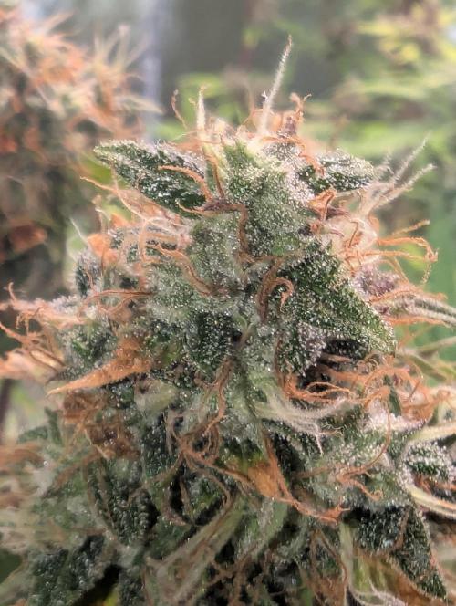 😈🍋Purple Lemonade auto - RQS🦁. Week 10