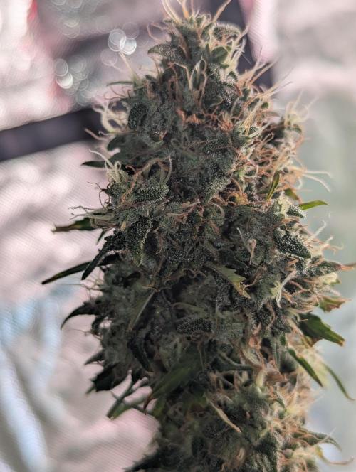 😈🍋Purple Lemonade auto - RQS🦁. Week 10