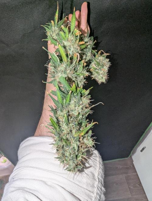 😈🍋Purple Lemonade auto - RQS🦁. Week 10