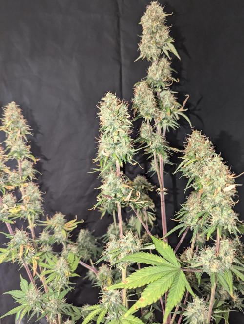 😈🍋Purple Lemonade auto - RQS🦁. Week 10