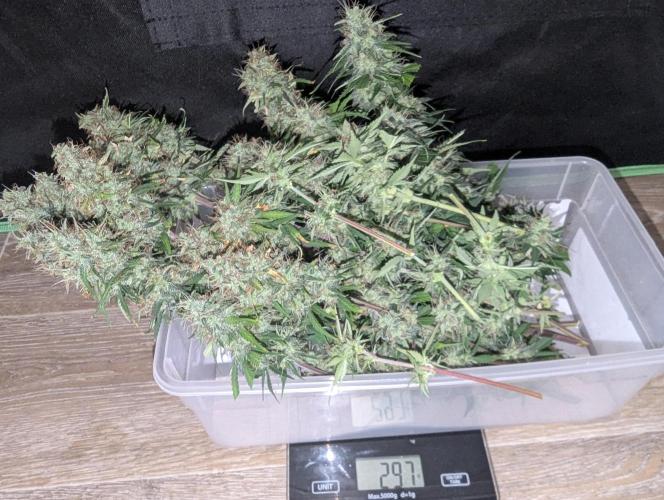 Purple Lemonade Auto. Week 10