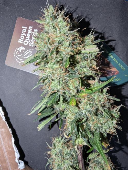 😈🍋Purple Lemonade auto - RQS🦁. Week 10