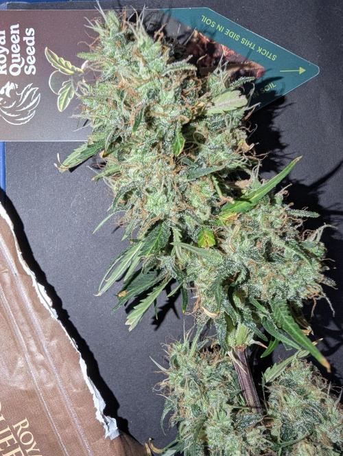 😈🍋Purple Lemonade auto - RQS🦁. Week 10