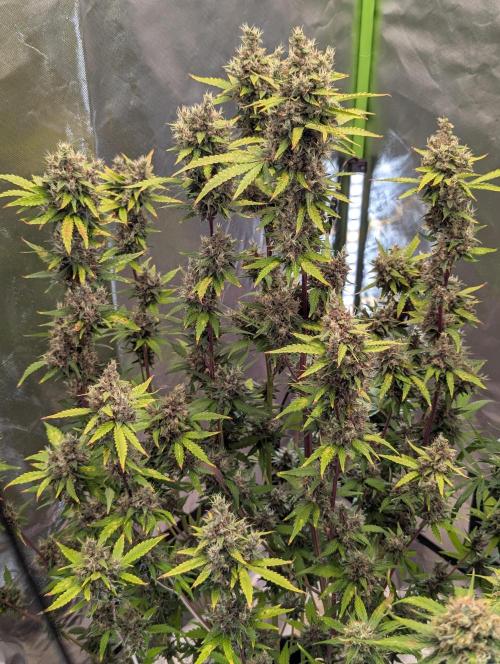 🍇Purple Opium auto-Divine Seeds. Week 10