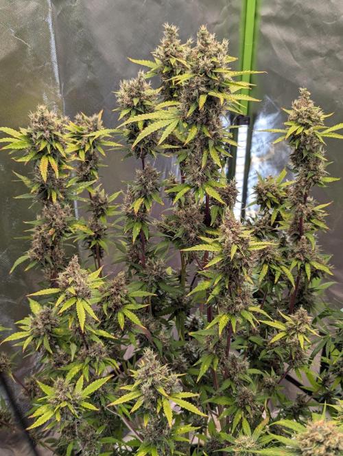 🍇Purple Opium auto-Divine Seeds. Week 10