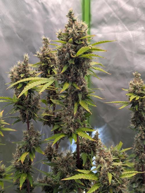 🍇Purple Opium auto-Divine Seeds. Week 10