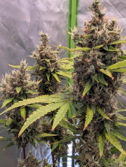 🍇Purple Opium auto-Divine Seeds. Week 10