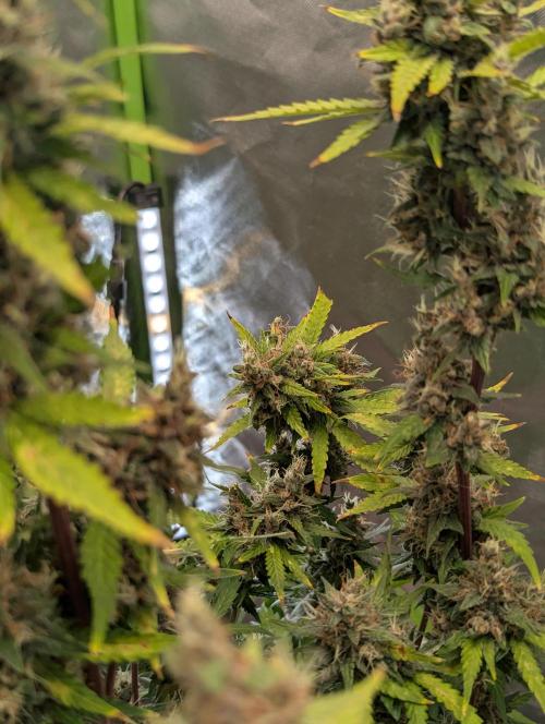 🍇Purple Opium auto-Divine Seeds. Week 10