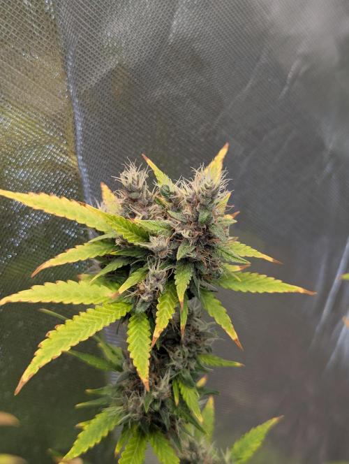 🍇Purple Opium auto-Divine Seeds. Week 10