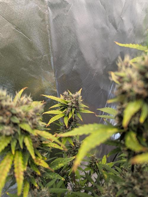 🍇Purple Opium auto-Divine Seeds. Week 10