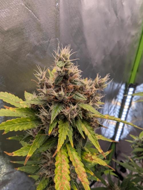 🍇Purple Opium auto-Divine Seeds. Week 10