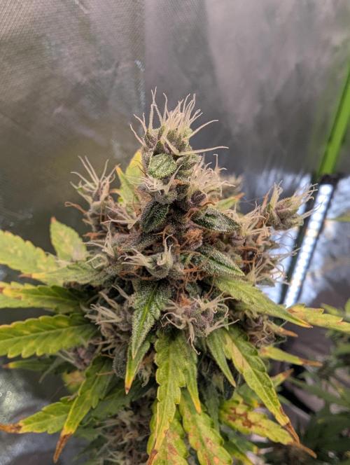 🍇Purple Opium auto-Divine Seeds. Week 10