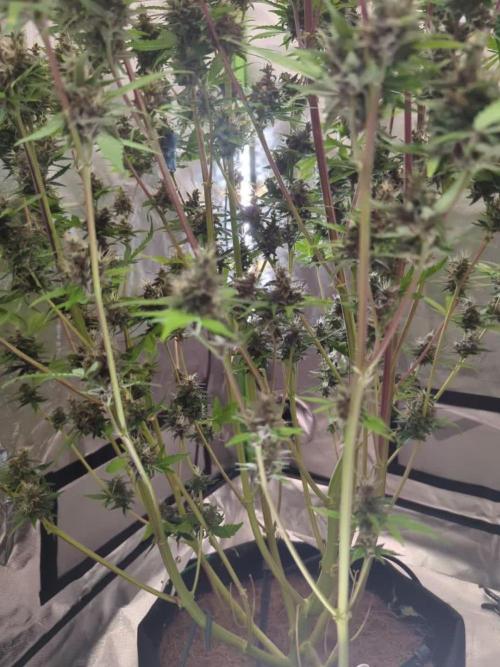 🍇Purple Opium auto-Divine Seeds