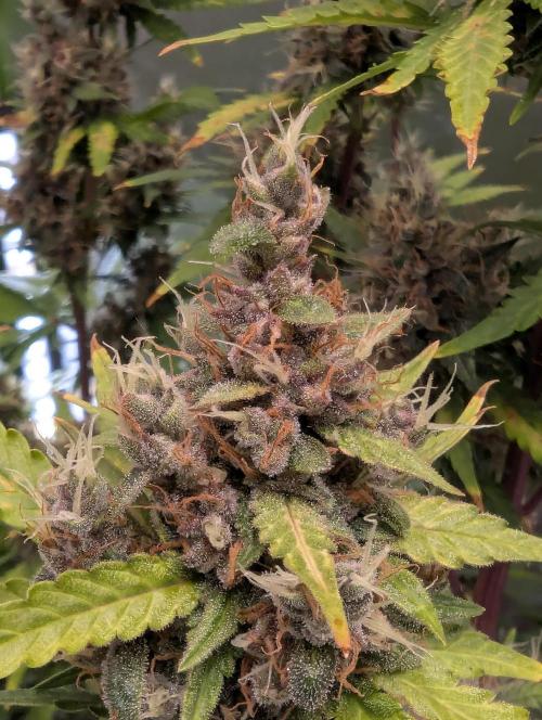 🍇Purple Opium auto-Divine Seeds. Week 10
