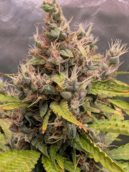🍇Purple Opium auto-Divine Seeds. Week 10