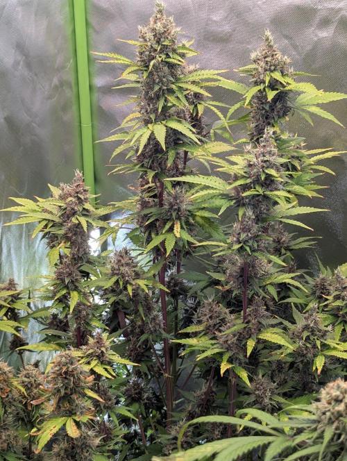🍇Purple Opium auto-Divine Seeds. Week 10