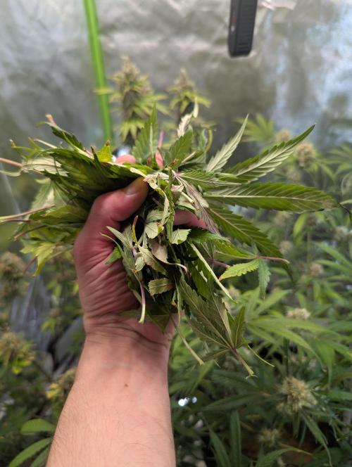 🍇Purple Opium auto-Divine Seeds. Week 10