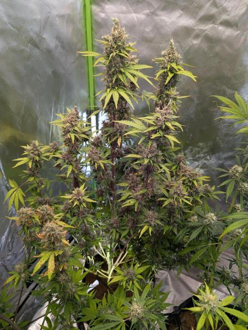 Auto Purple Opium. Week 10