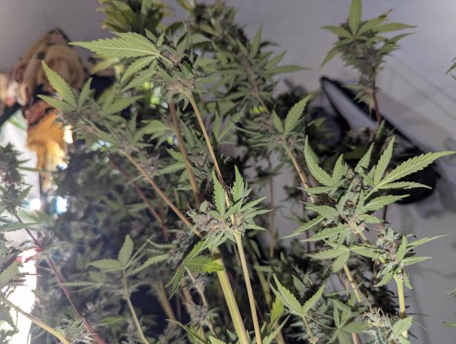 🍇Purple Opium auto-Divine Seeds. Week 11