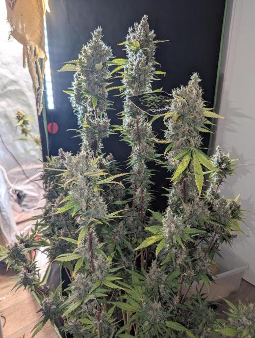 🍇Purple Opium auto-Divine Seeds. Week 11