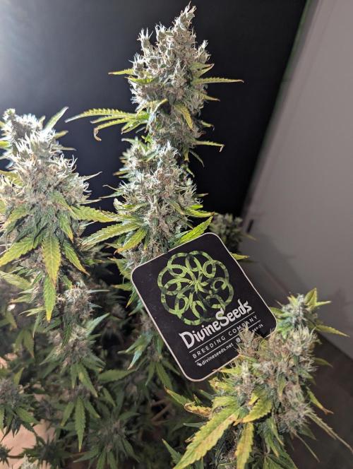 🍇Purple Opium auto-Divine Seeds. Week 11