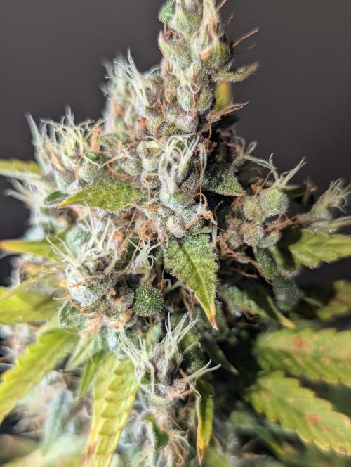 🍇Purple Opium auto-Divine Seeds. Week 11