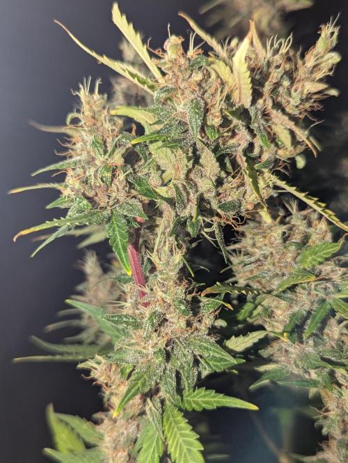 🍇Purple Opium auto-Divine Seeds. Week 11