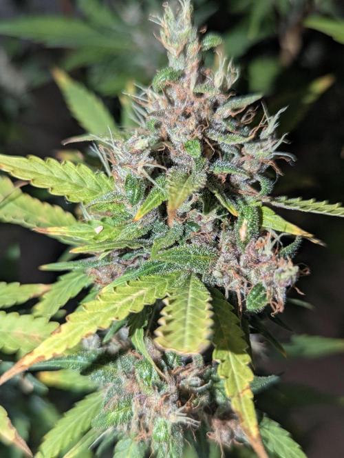 🍇Purple Opium auto-Divine Seeds. Week 11