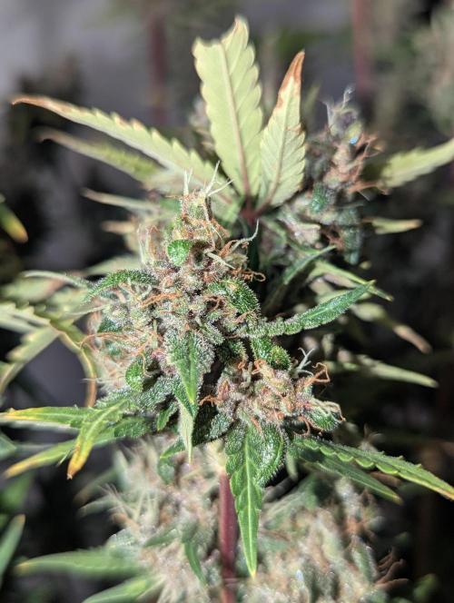 🍇Purple Opium auto-Divine Seeds. Week 11