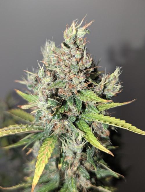 🍇Purple Opium auto-Divine Seeds. Week 11