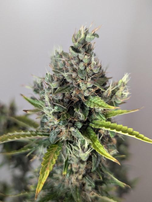 🍇Purple Opium auto-Divine Seeds. Week 11