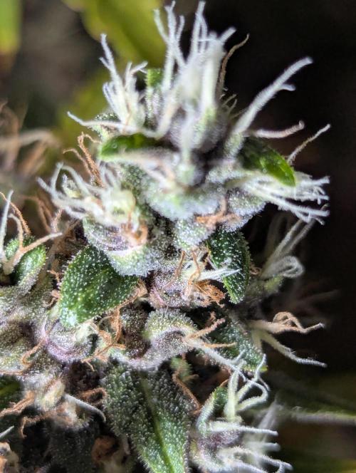 🍇Purple Opium auto-Divine Seeds. Week 11