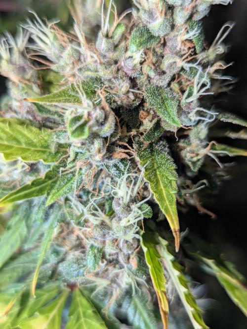 🍇Purple Opium auto-Divine Seeds. Week 11