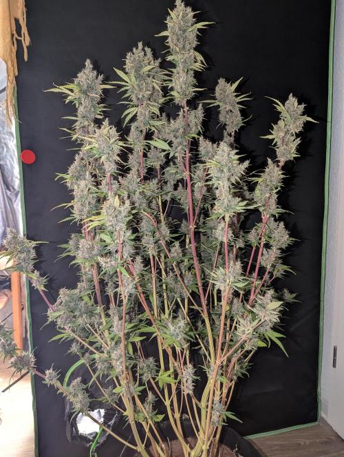 🍇Purple Opium auto-Divine Seeds. Week 11