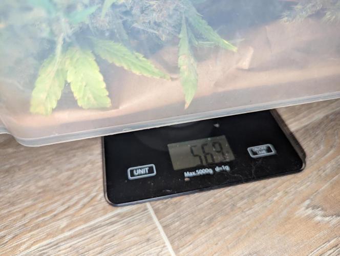 🍇Purple Opium auto-Divine Seeds. Week 11